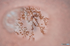 水鏡桜