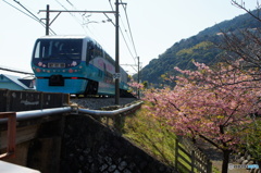桜見電車２