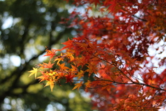 一本の紅葉