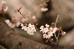 枝