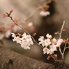 枝