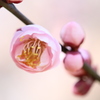 梅