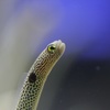 あなごさん