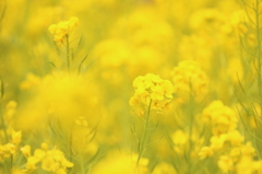 菜の花
