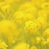 菜の花