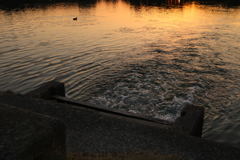 大濠公園にて