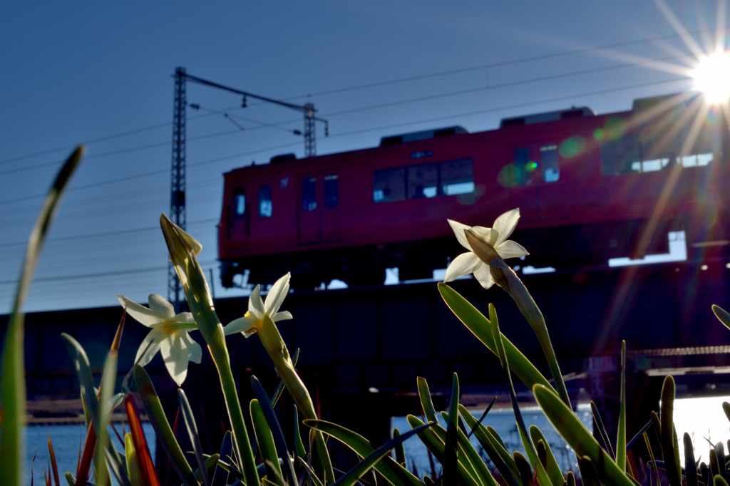 水仙と赤い電車