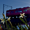 水仙と赤い電車
