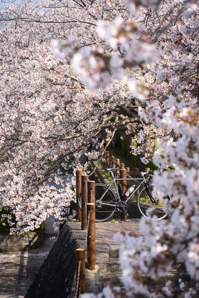 桜　情景