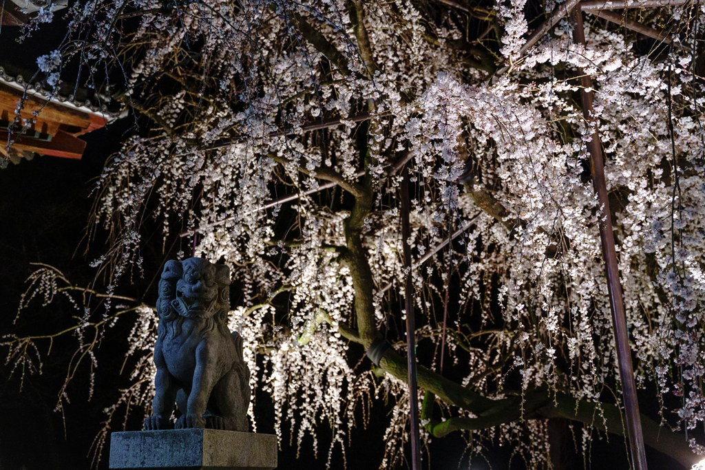 幽獅
