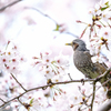 桜鳥