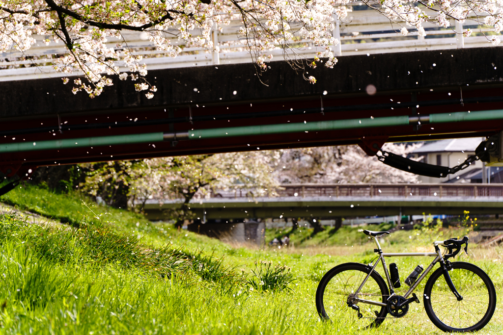 a shower of cherry blossoms