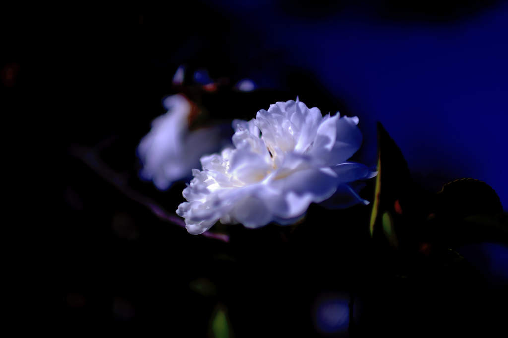 たしか山茶花