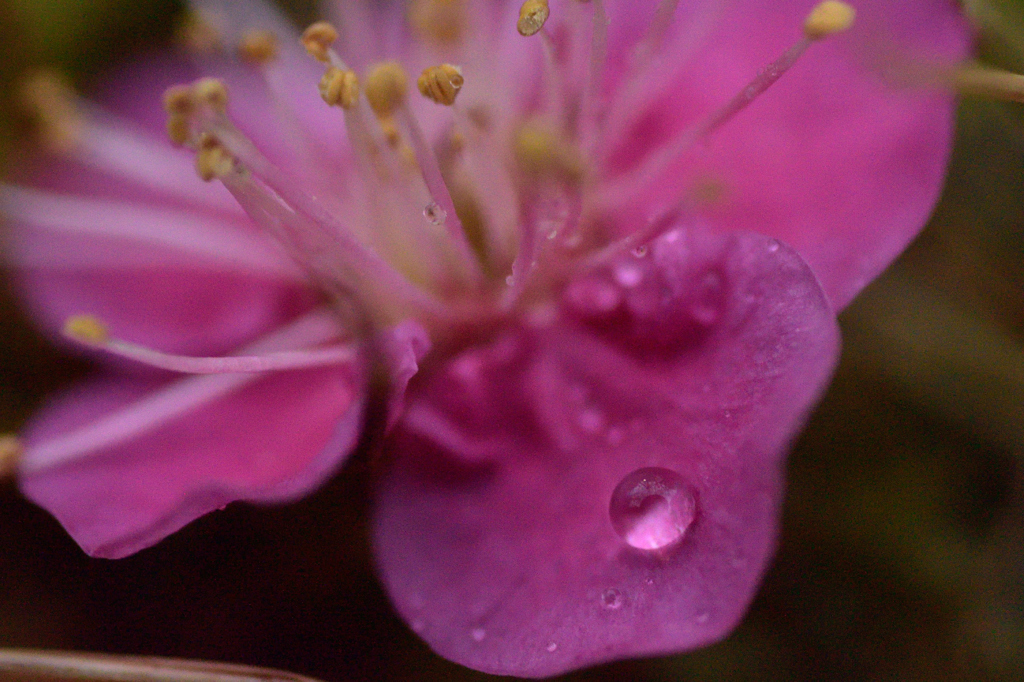 落ちた梅の花