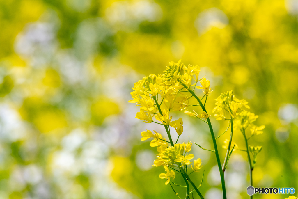 春　菜の花