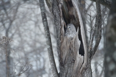 福の鳥