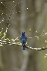 今日の鳥見