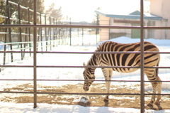 寒さの中の温かさ