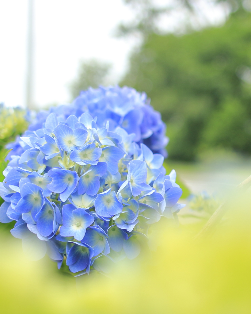 写真と散歩と紫陽花と