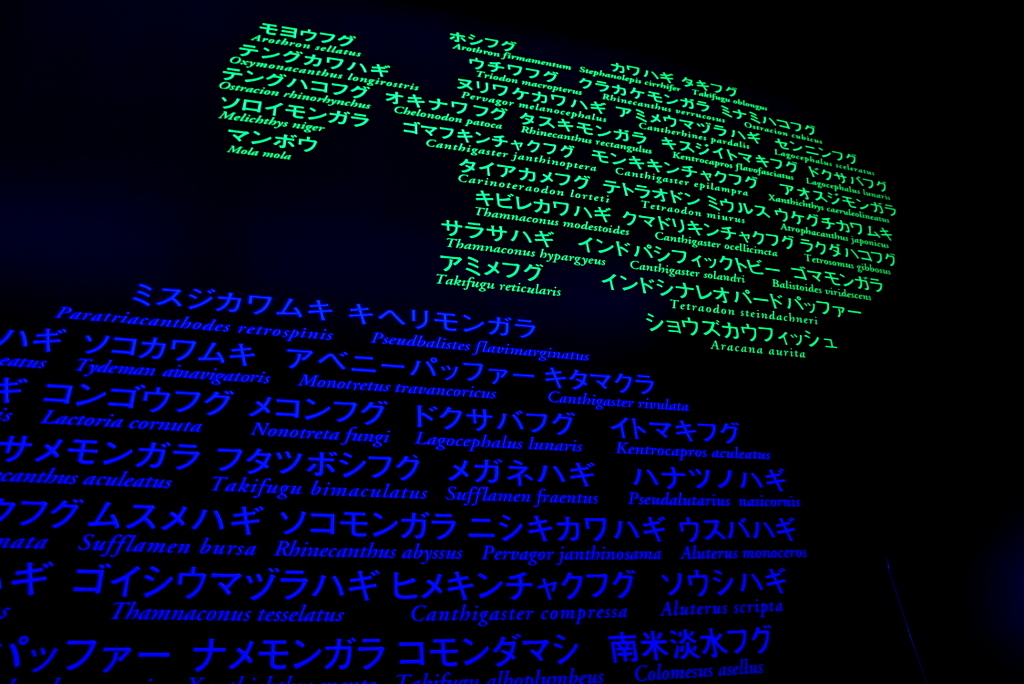 蛍光魚