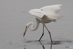サギ