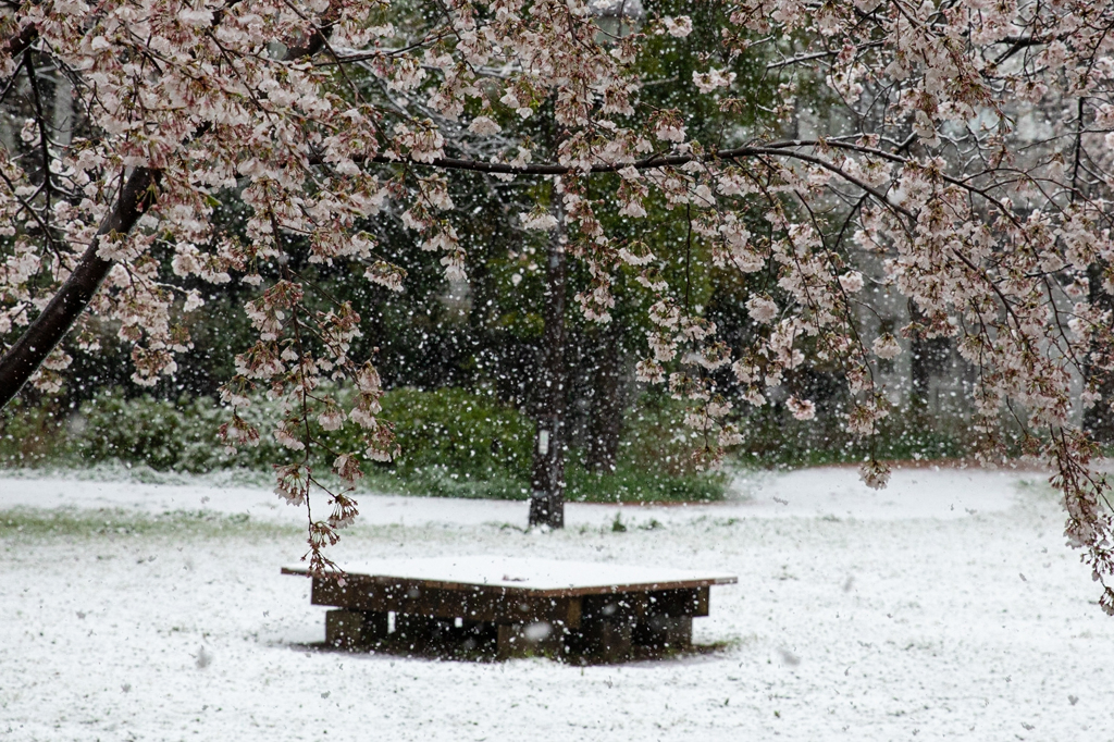 桜と吹雪