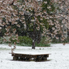 桜と吹雪