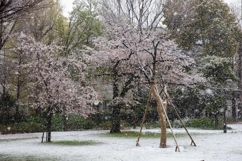 桜と吹雪