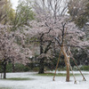 桜と吹雪