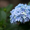 梅雨ですね