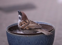 すずめ