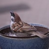 すずめ