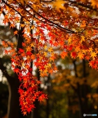 紅葉