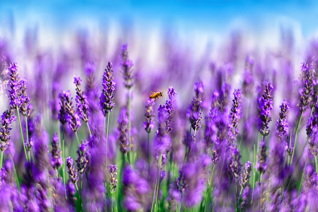 Bee & Lavender