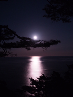 早春の月光。
