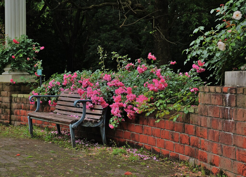 薔薇ベンチ