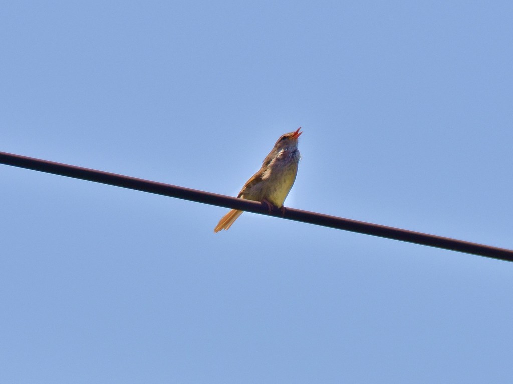 電線