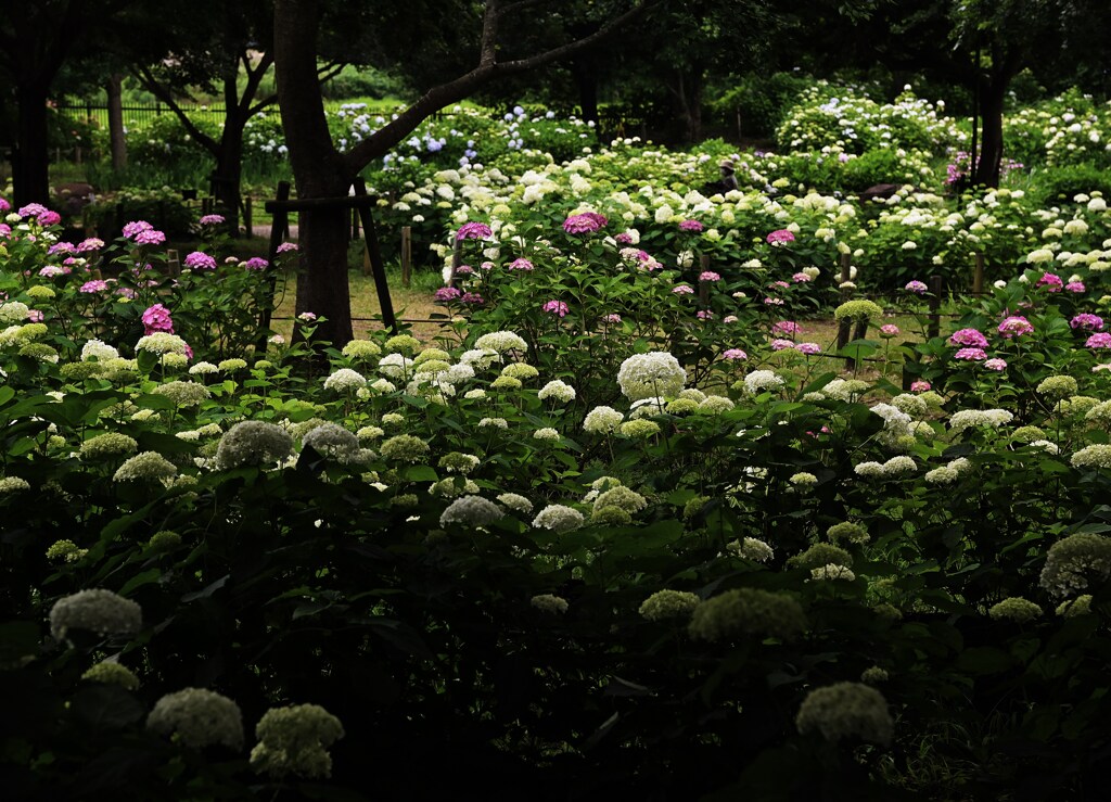 紫陽花