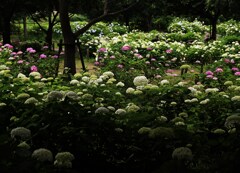 紫陽花