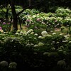 紫陽花