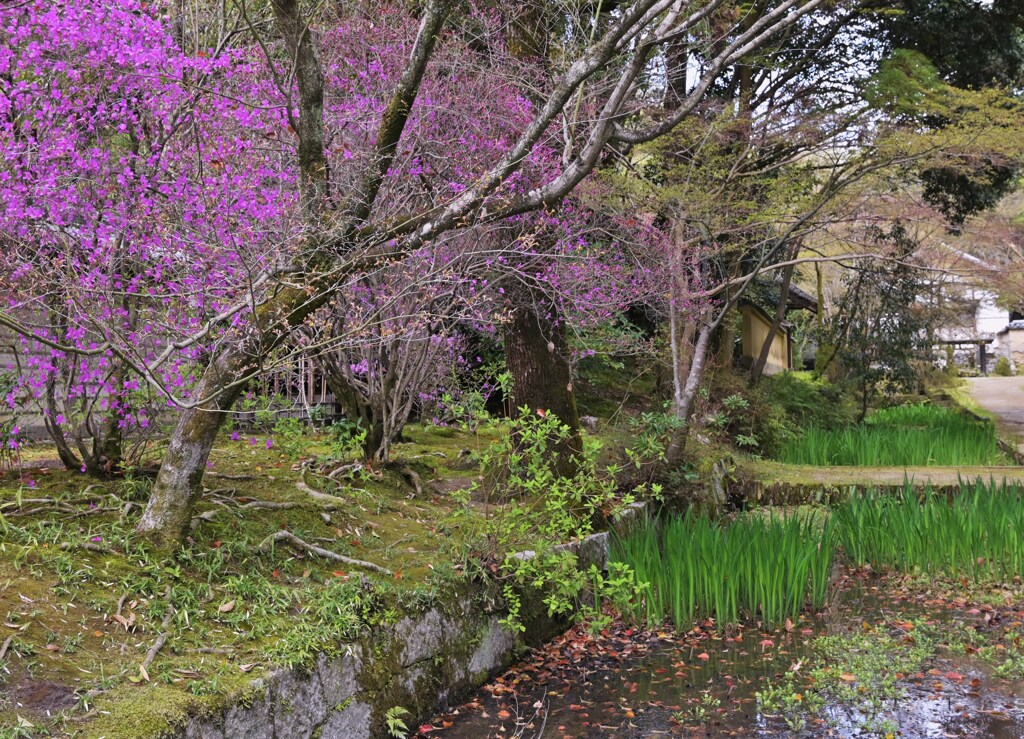 田んぼと花