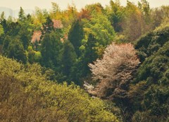 極桜