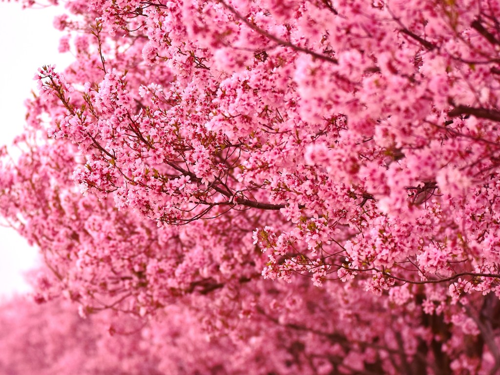 爛漫