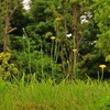 自然公園