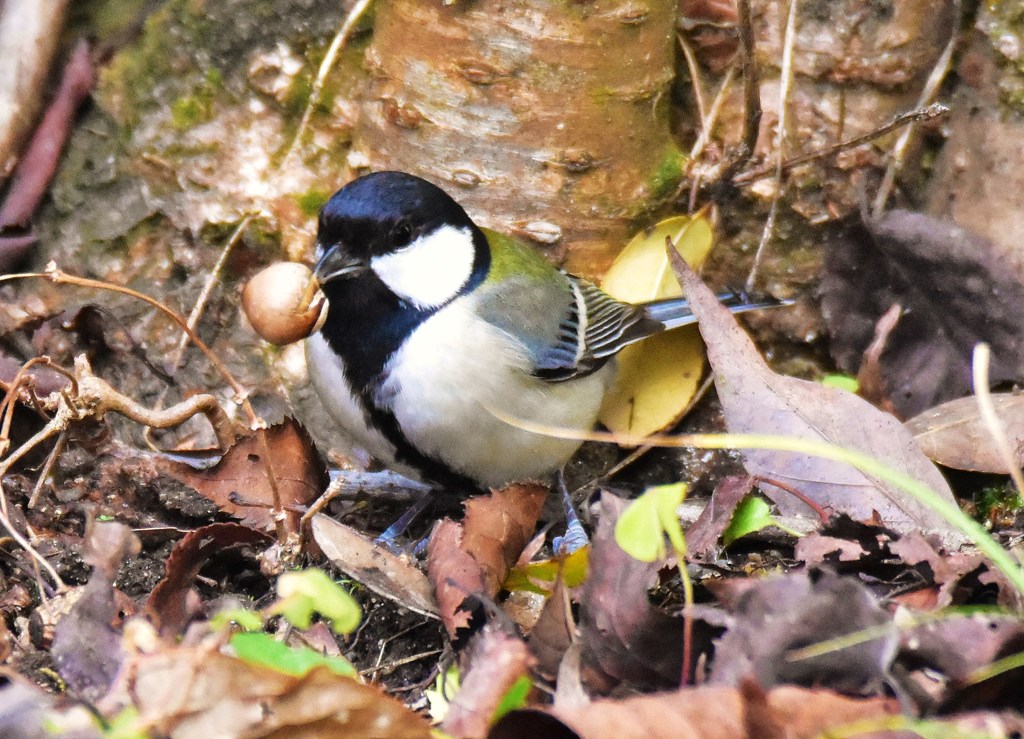 鳥納