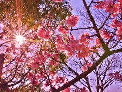 花光