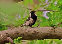 夏鳥