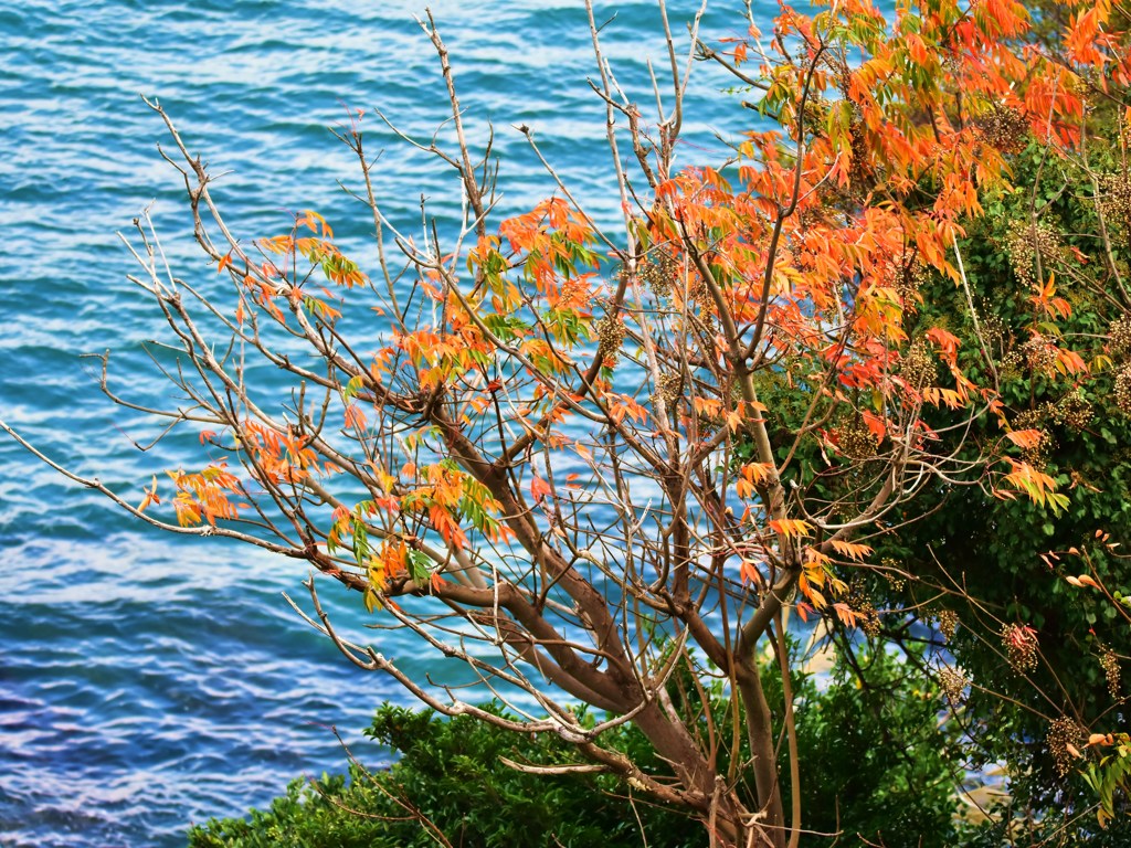海映