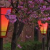 灯咲く