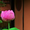 和の和み